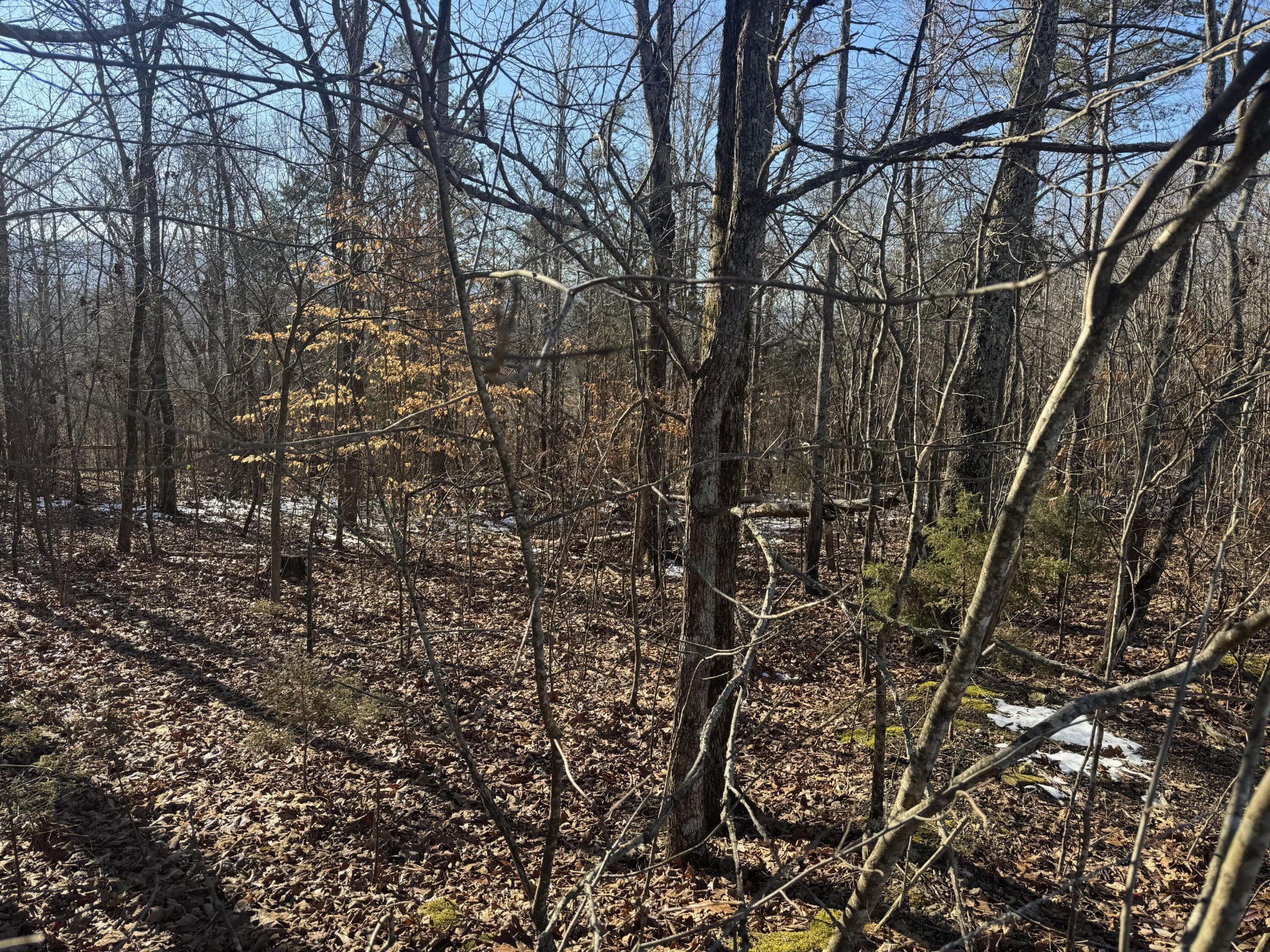 280 Chapman Road Dunlap, TN 37327 - Photo 5 of 6 a view of a yard with large tree