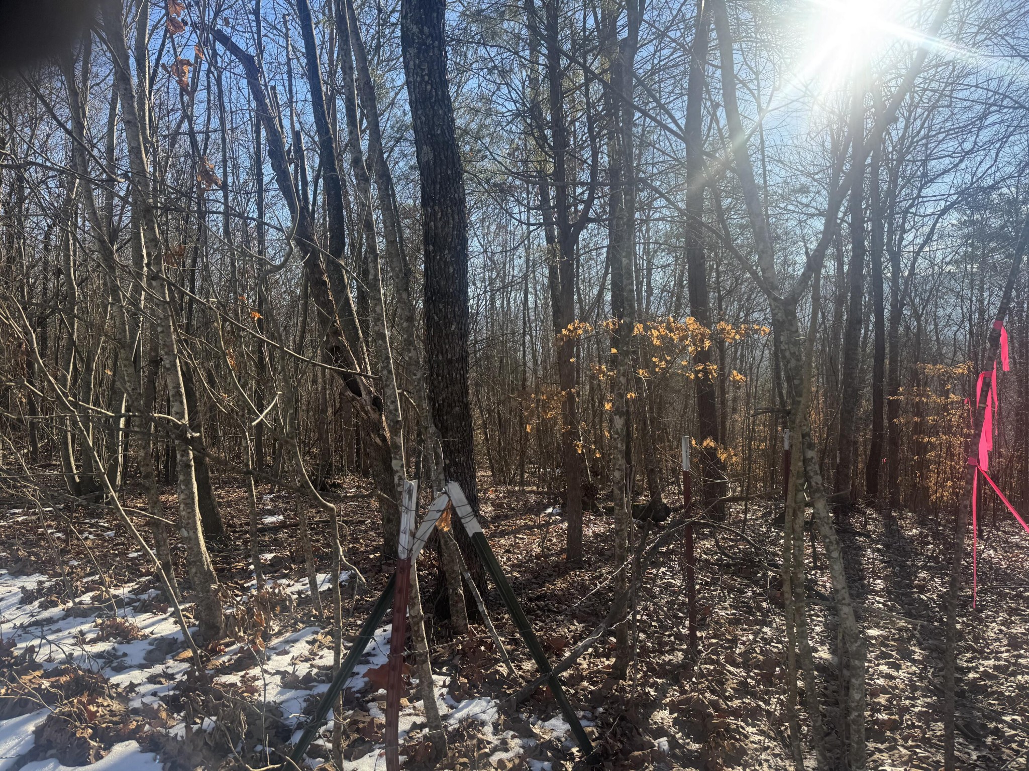 280 Chapman Road Dunlap, TN 37327 - Photo 6 of 6 a view of a forest