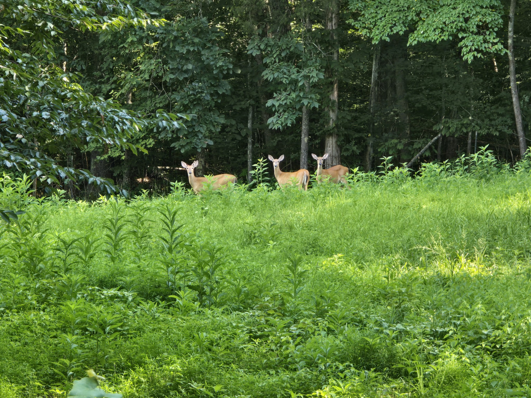 0 East Piney Road Dickson, TN 37055 - Photo 2 of 6 Gallery Image 2