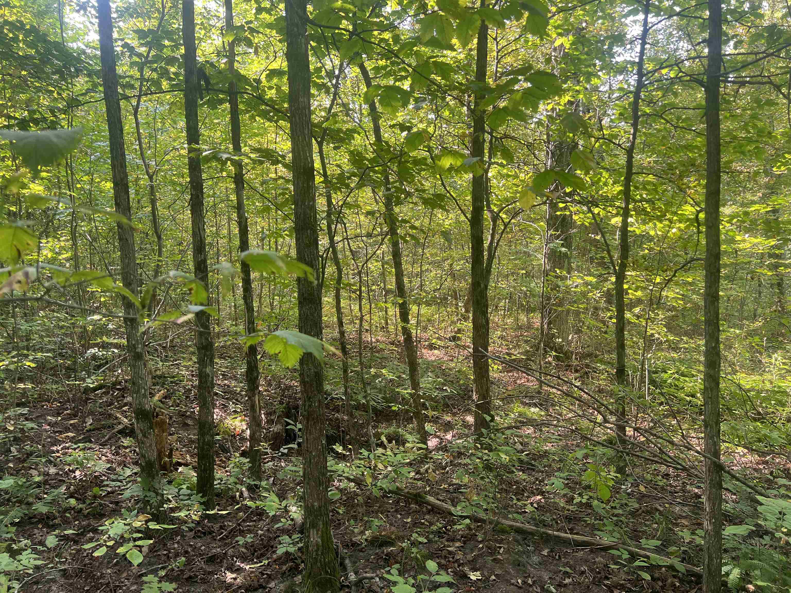 0 30 West 30 1/4 Road Boon, MI 49618 - Photo 3 of 9