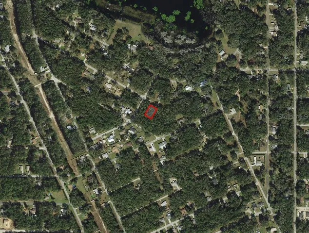 a view of a tree in a forest