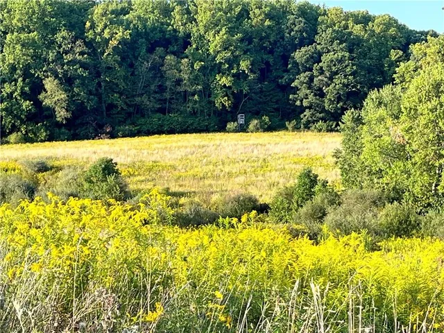 a view of yard with large trees