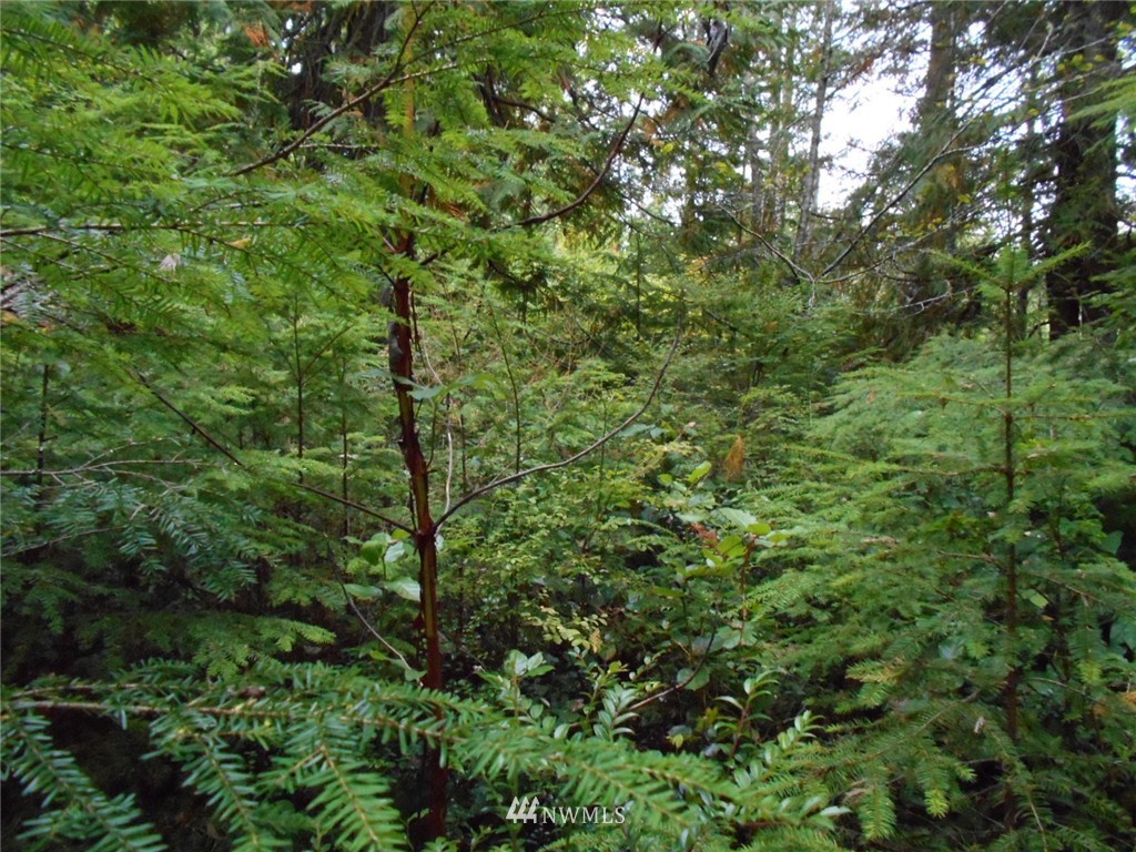 0 Point View Avenue Brinnon, WA 98320 - Photo 7 of 10 Gallery Image 7