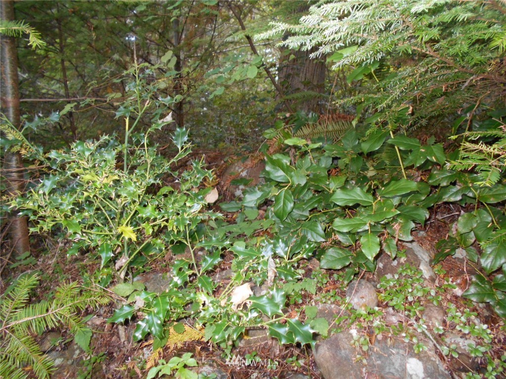 0 Point View Avenue Brinnon, WA 98320 - Photo 9 of 10 Gallery Image 9