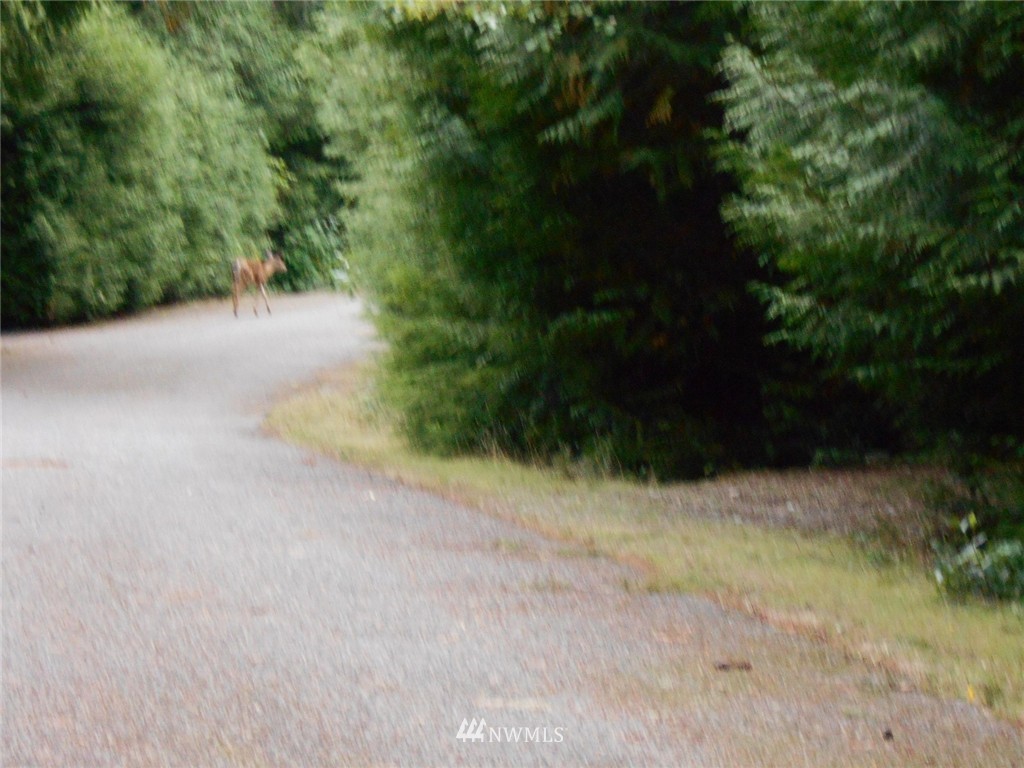 0 Point View Avenue Brinnon, WA 98320 - Photo 10 of 10 Gallery Image 10