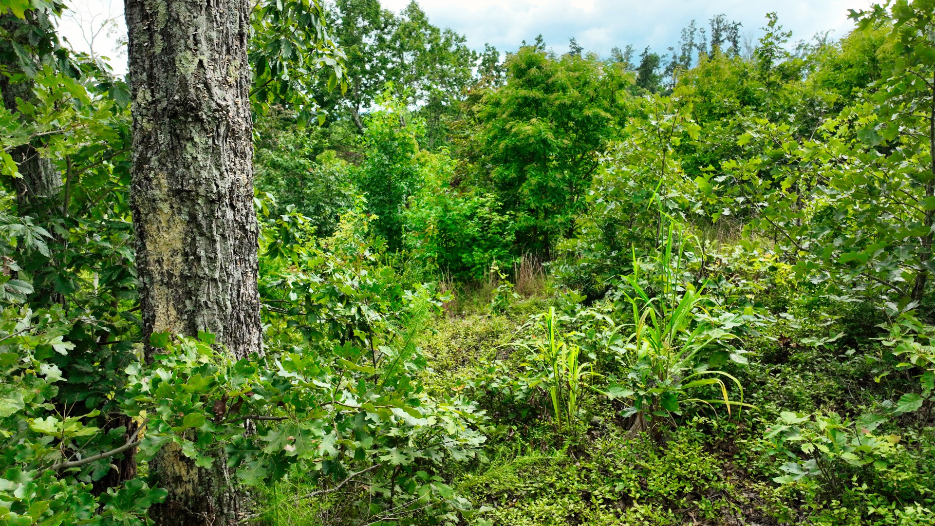 58 Ridge Top Road Stewart, TN 37175 - Photo 8 of 19 Gallery Image 8