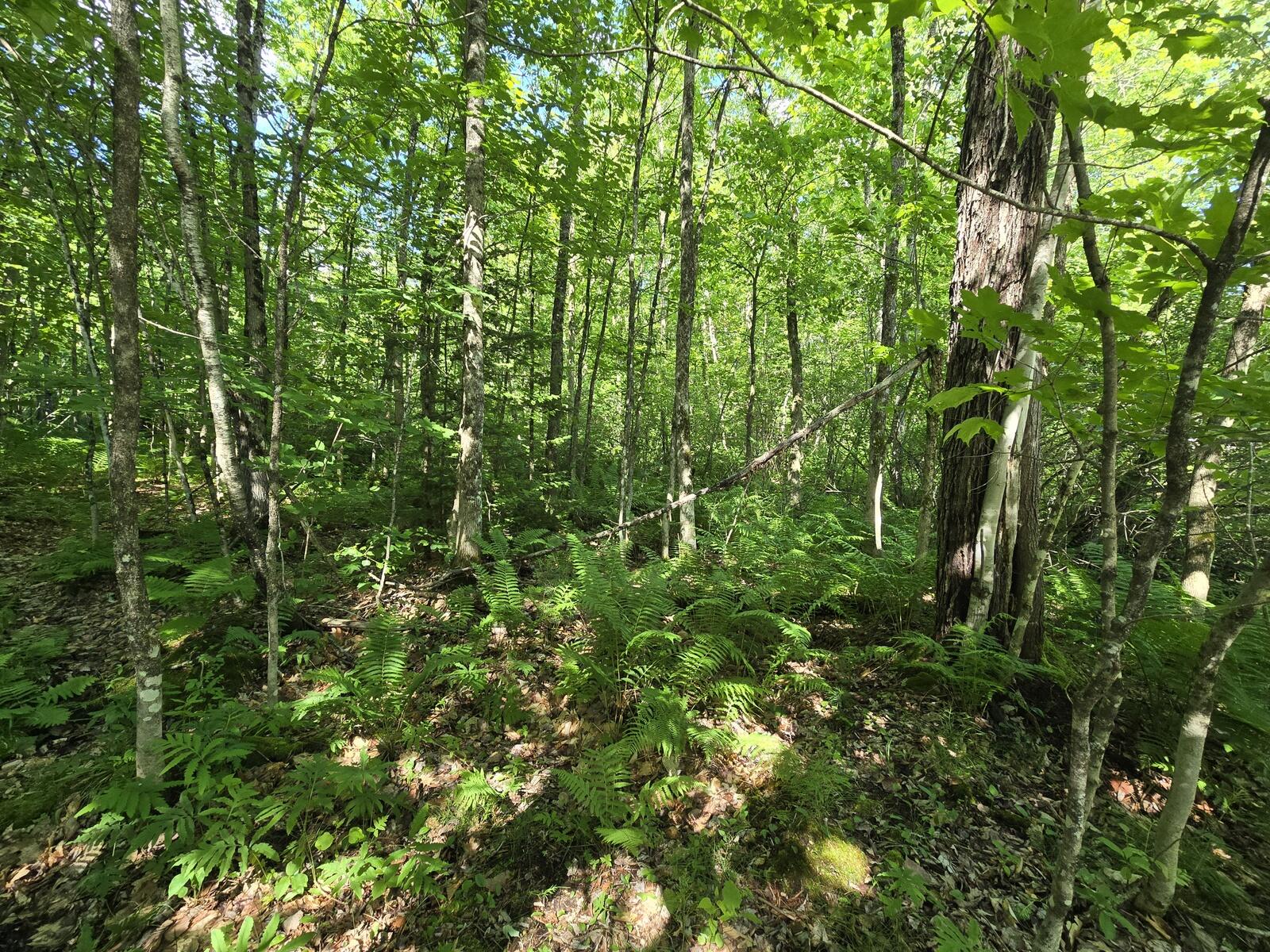 Lot 67 Temple Road Temple, ME 04984 - Photo 15 of 23 20260624_093844