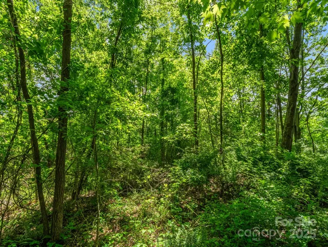 a view of a lush green forest