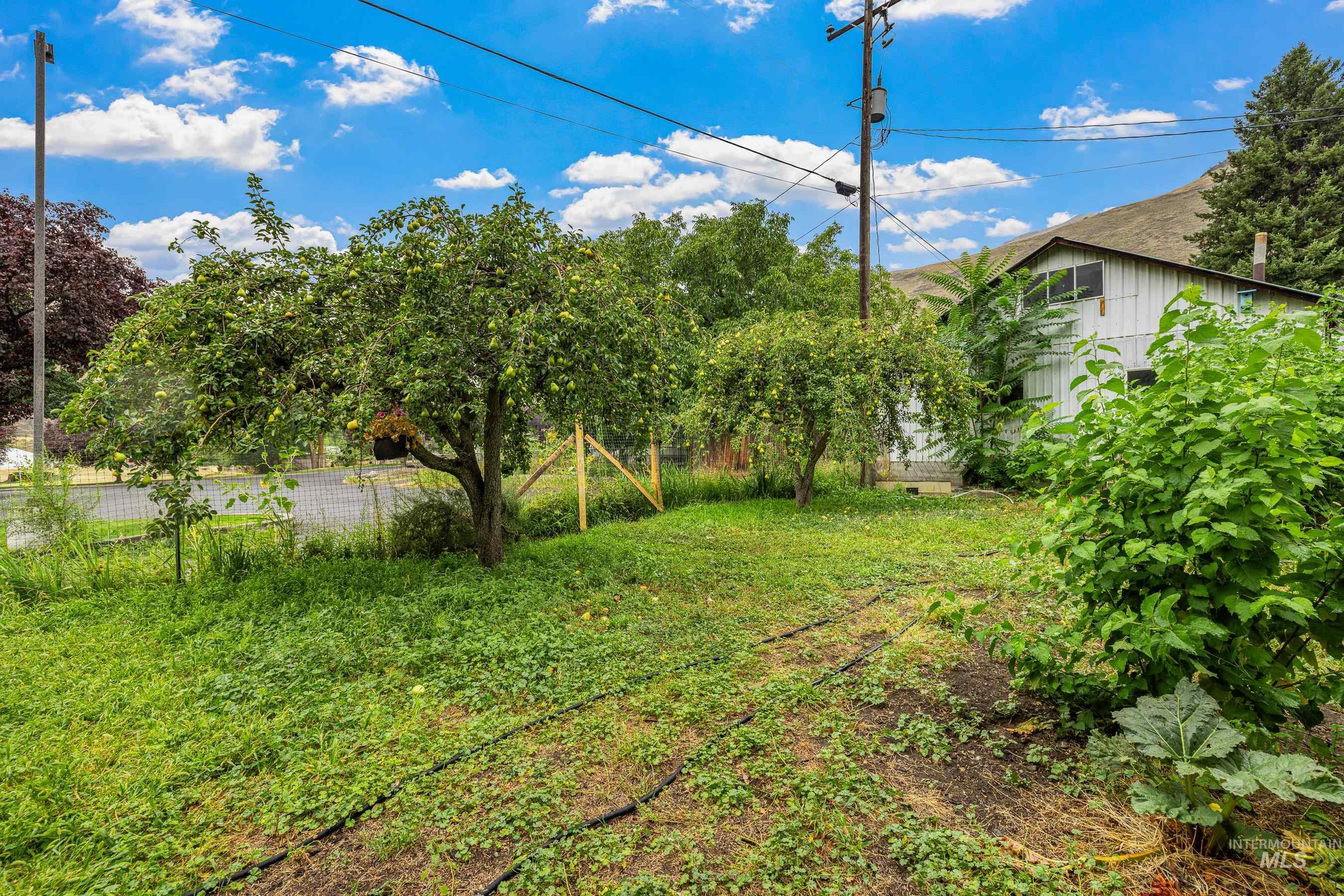 620 South Main Street Riggins, ID 83549 - Photo 21 of 23 Expansive green space featuring mature fruit trees and varied plantings