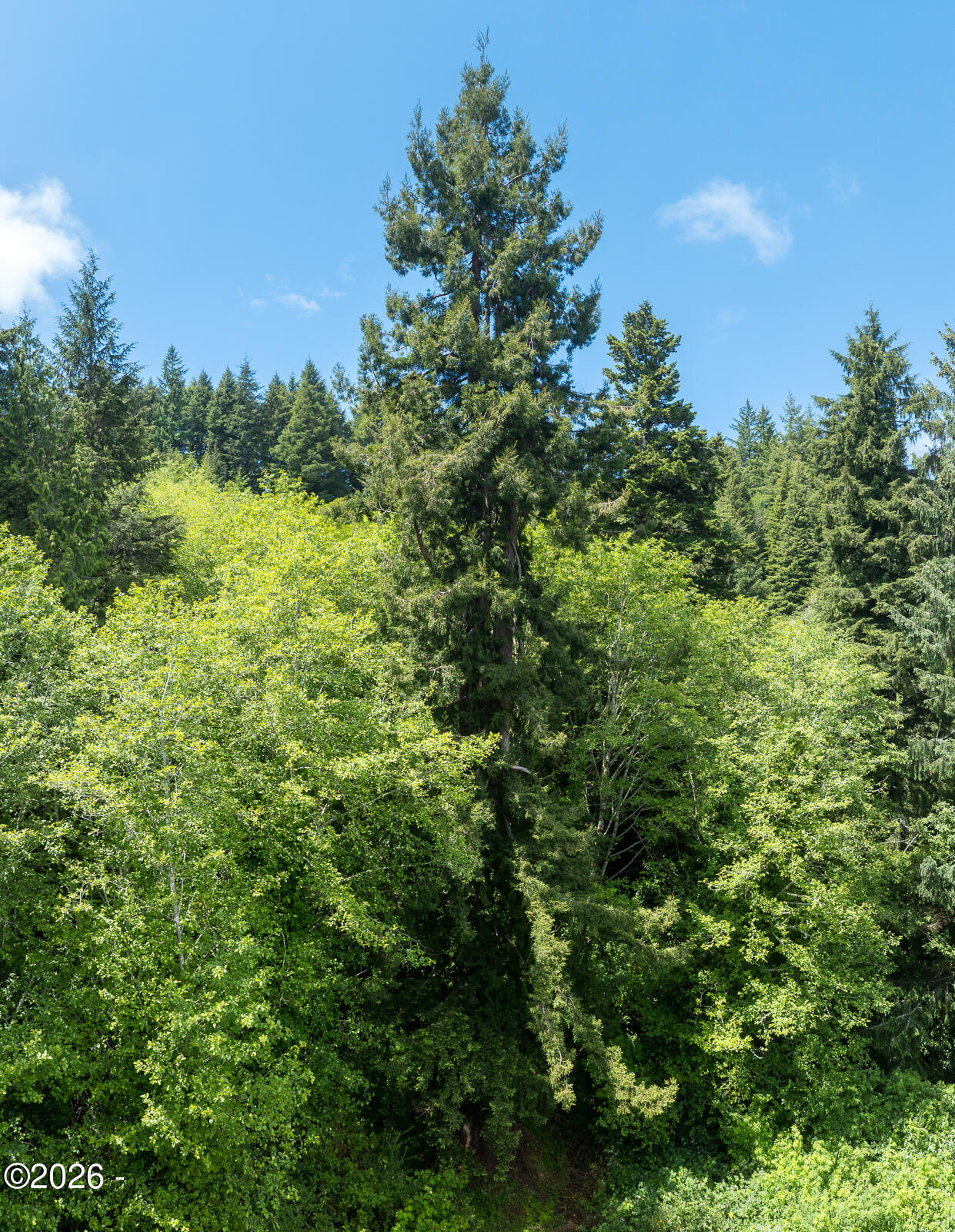 1200 East Alsea Highway Waldport, OR 97394 - Photo 7 of 18 Redwood marks approximately the center of the lot.