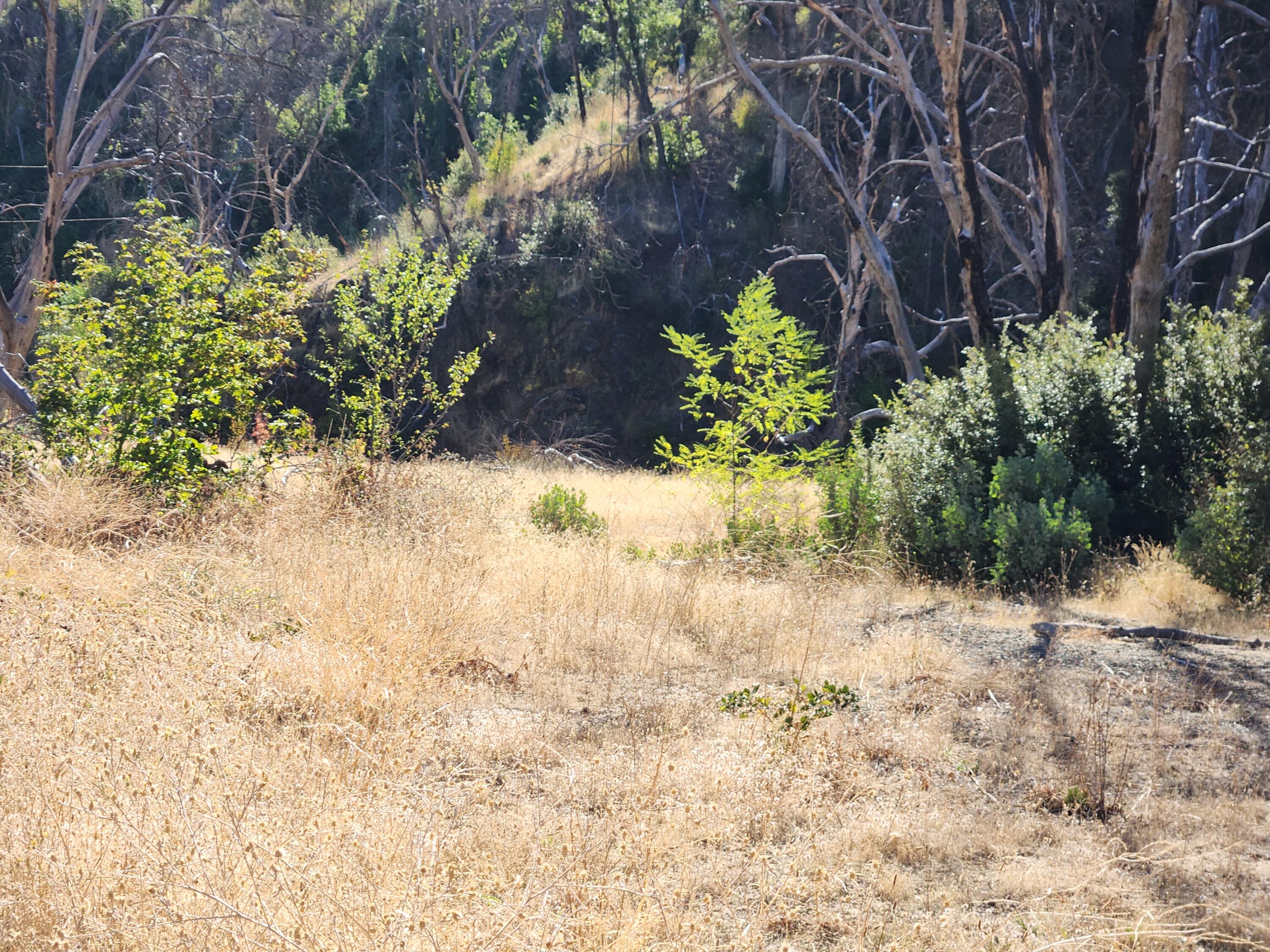 17031 Slate Creek Road Lakehead, CA 96051 - Photo 14 of 47 20240908_094518
