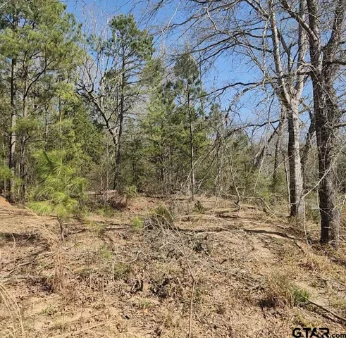 a view of a dry yard with trees
