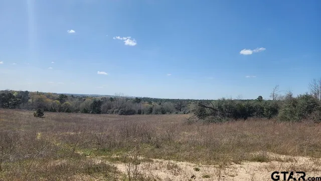 a view of a lush green forest