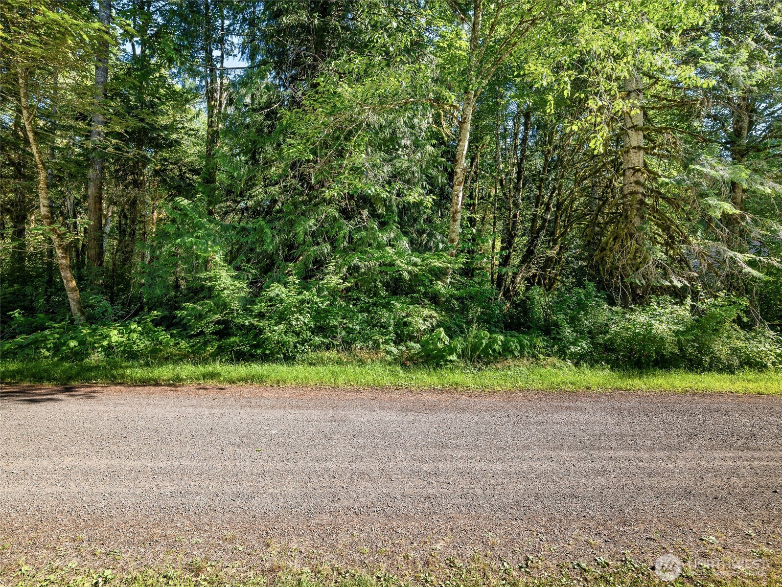 76011 Northeast 123rd Street Skykomish, WA 98288 - Photo 10 of 29 a view of a yard with a trees