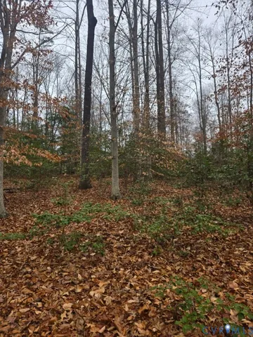 a view of a forest with trees