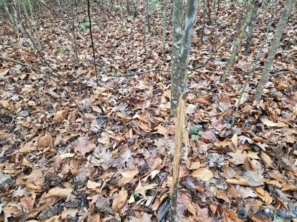 a close up of a plant