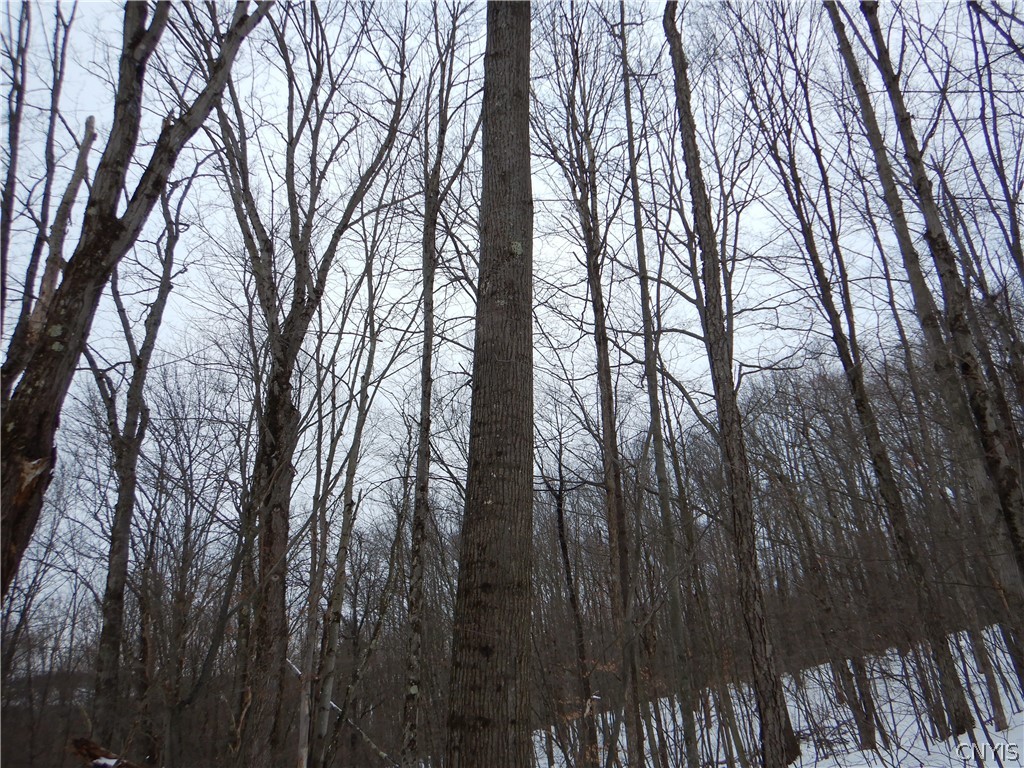 Newark Valley Newark Valley, NY 13811 - Photo 22 of 37