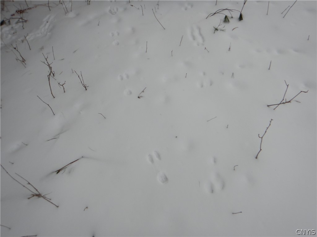 Newark Valley Newark Valley, NY 13811 - Photo 26 of 37