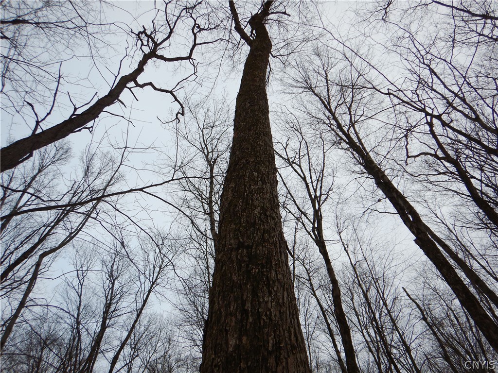 Newark Valley Newark Valley, NY 13811 - Photo 4 of 37