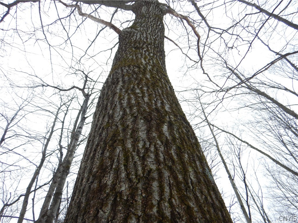 Newark Valley Newark Valley, NY 13811 - Photo 10 of 37