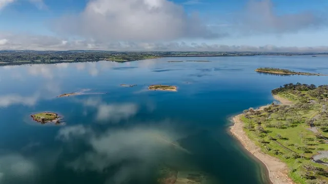 a view of a backyard with plants and a large tree