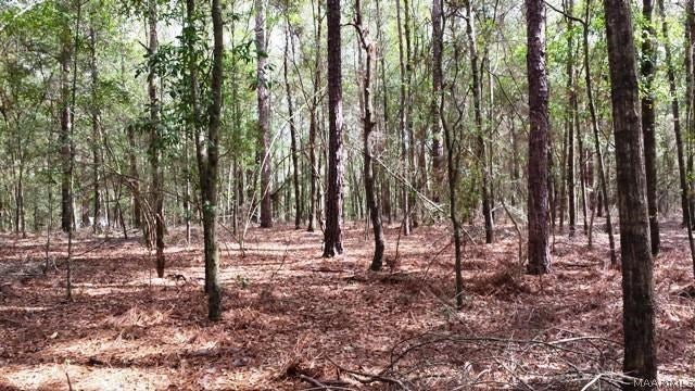 Tbd Spring Creek Road Geneva, AL 36340 - Photo 5 of 11 Gallery Image 5