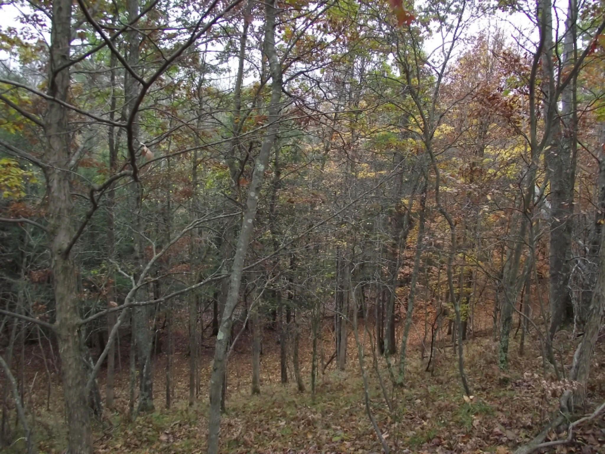 11019 Vitaz Road Brethren, MI 49619 - Photo 11 of 19 DSCF4783