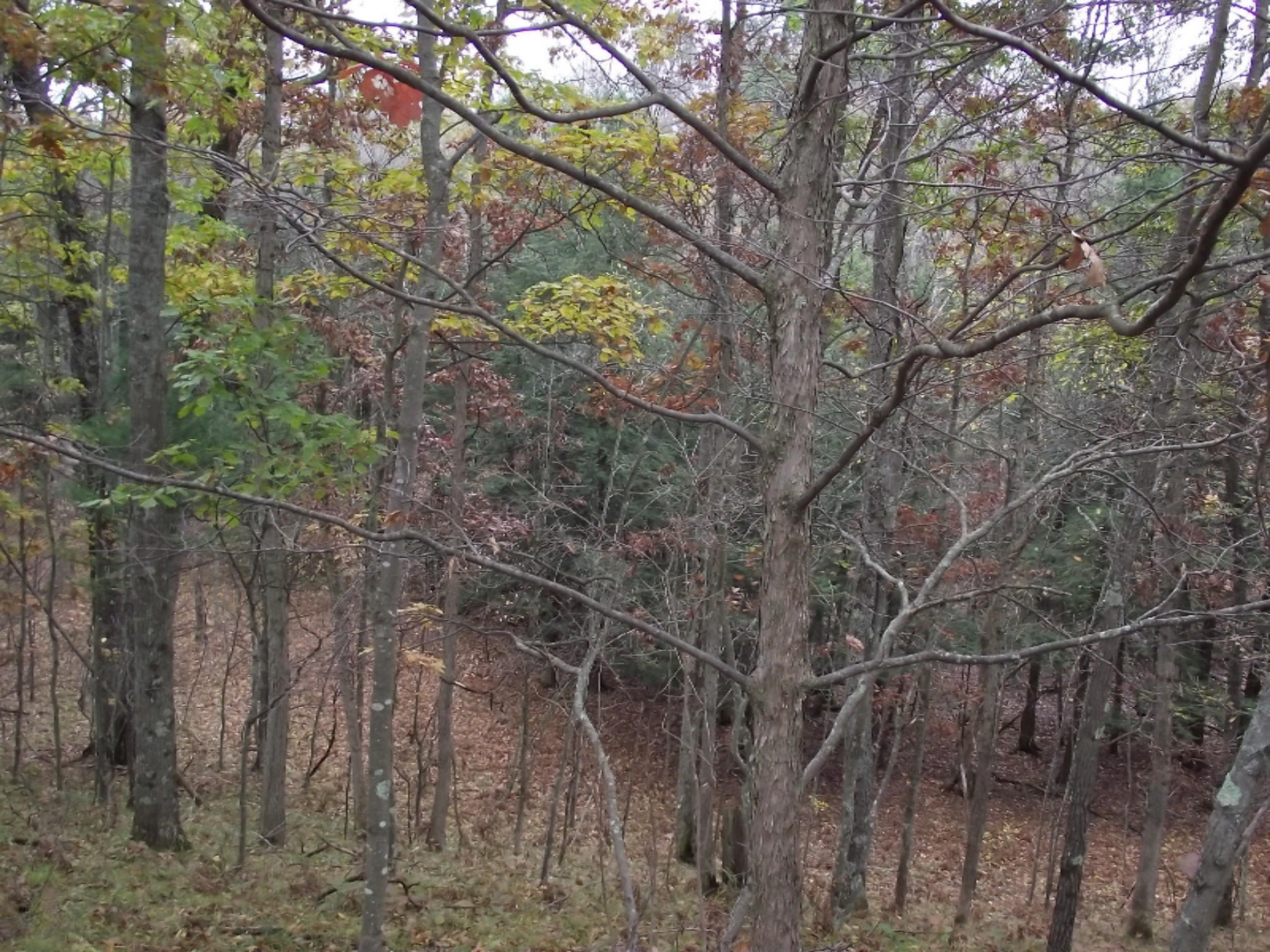 11019 Vitaz Road Brethren, MI 49619 - Photo 13 of 19 DSCF4785