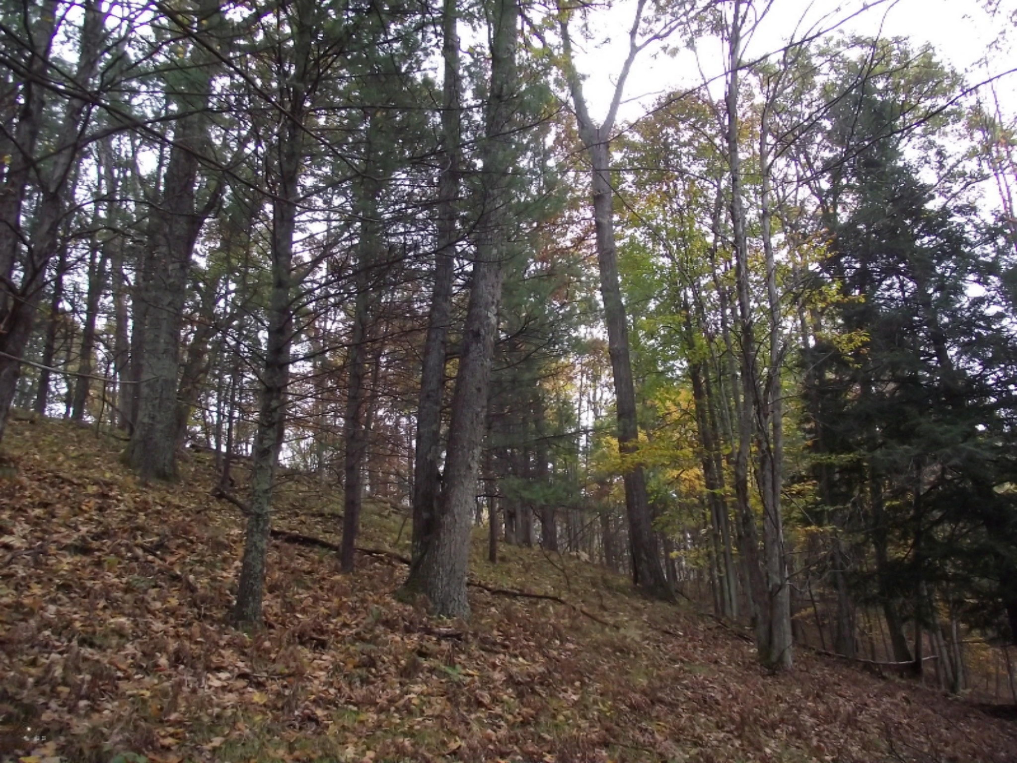 11019 Vitaz Road Brethren, MI 49619 - Photo 16 of 19 DSCF4789