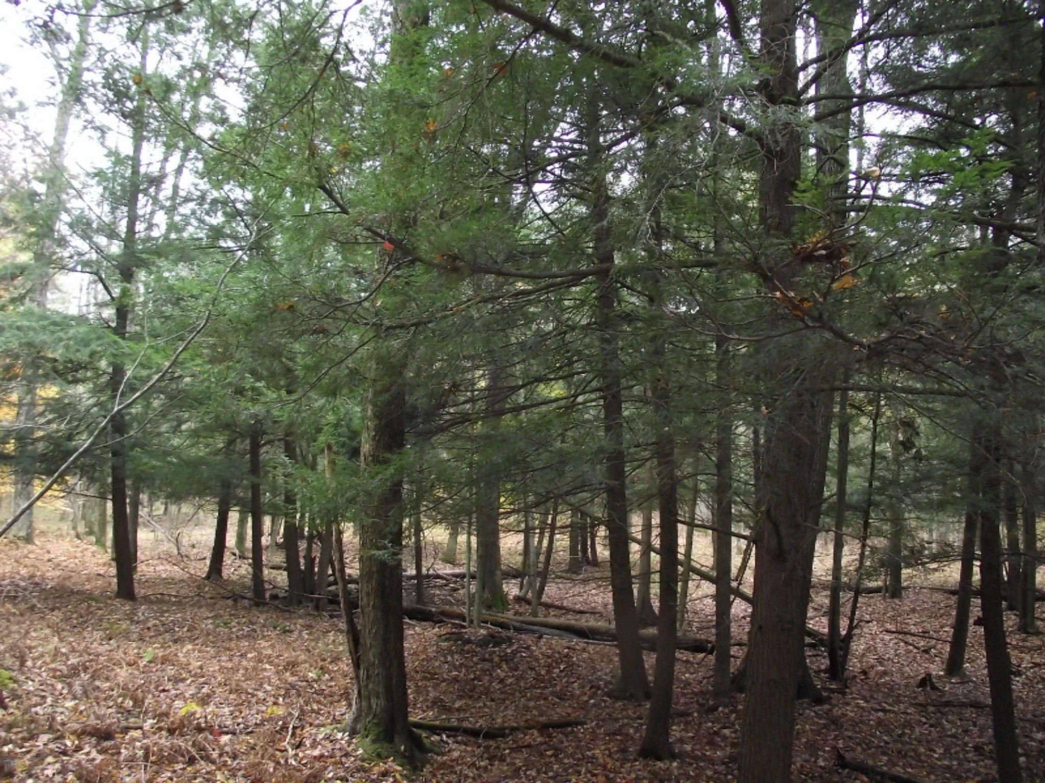 11019 Vitaz Road Brethren, MI 49619 - Photo 17 of 19 DSCF4790
