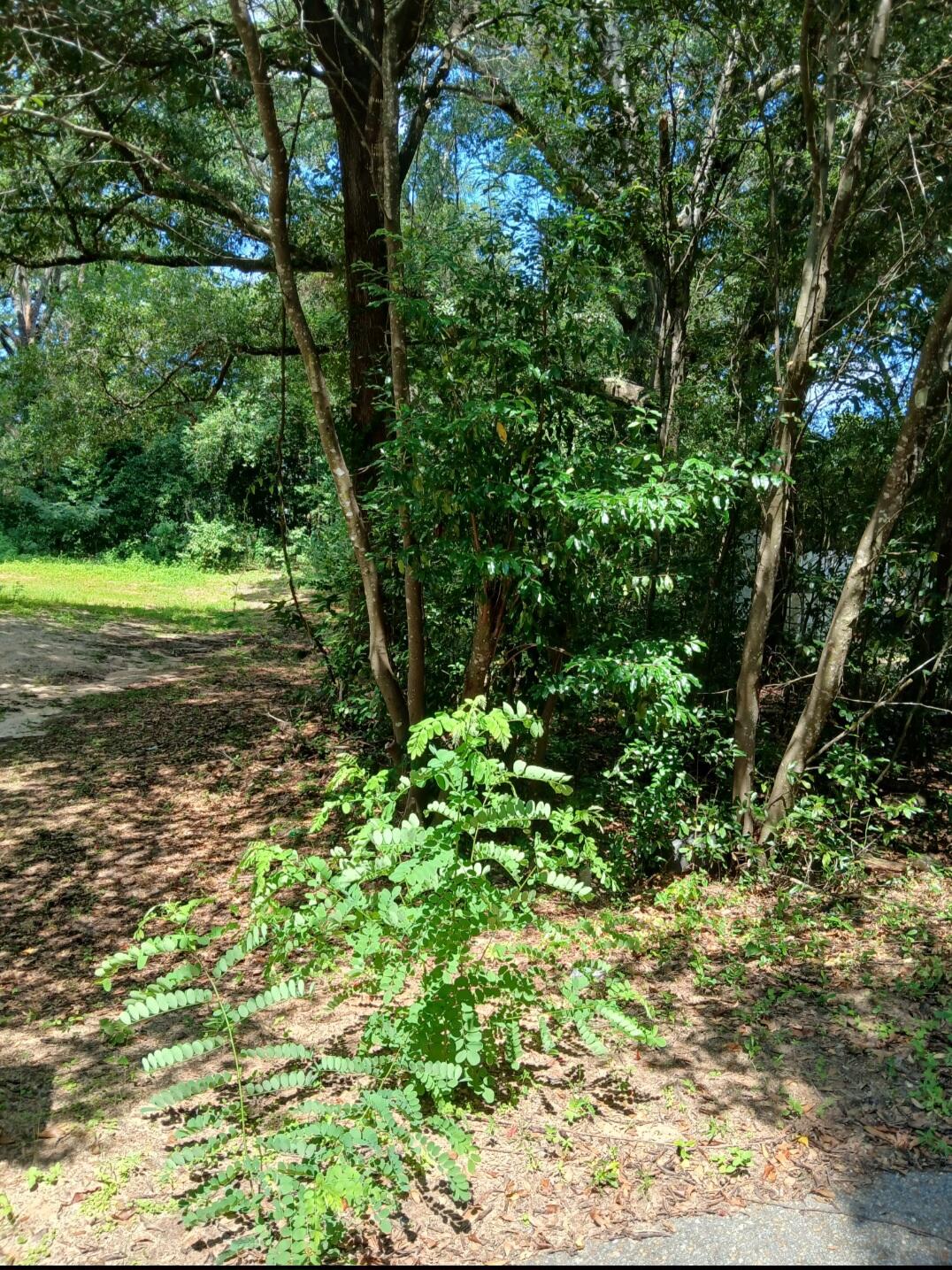 0 Benjamin Street Crestview, FL 32536 - Photo 2 of 7 a view of a yard with plants and large trees