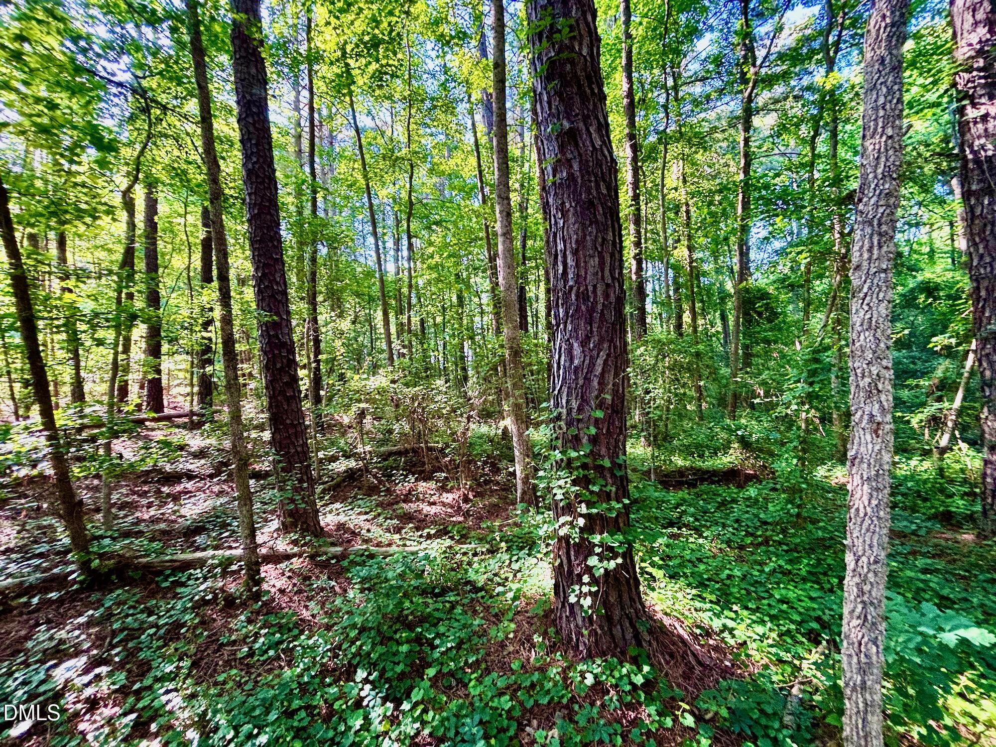 0 Eli Olive Road Smithfield, NC 27577 - Photo 11 of 11 Forest