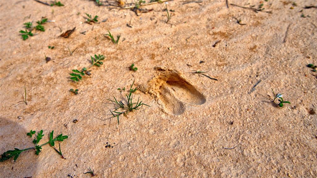 1887 Red Oak Hills Road Nocona, TX 76255 - Photo 18 of 32 a close up of a white marble top