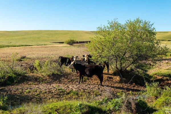 $6,950,000 | 0 Rancho Tehama Road, Corning, CA 96021
