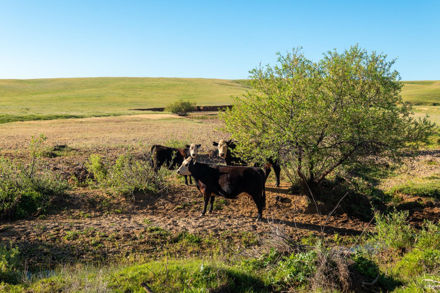 0 Rancho Tehama Road Corning, CA 96021 - Photo 8 of 20
