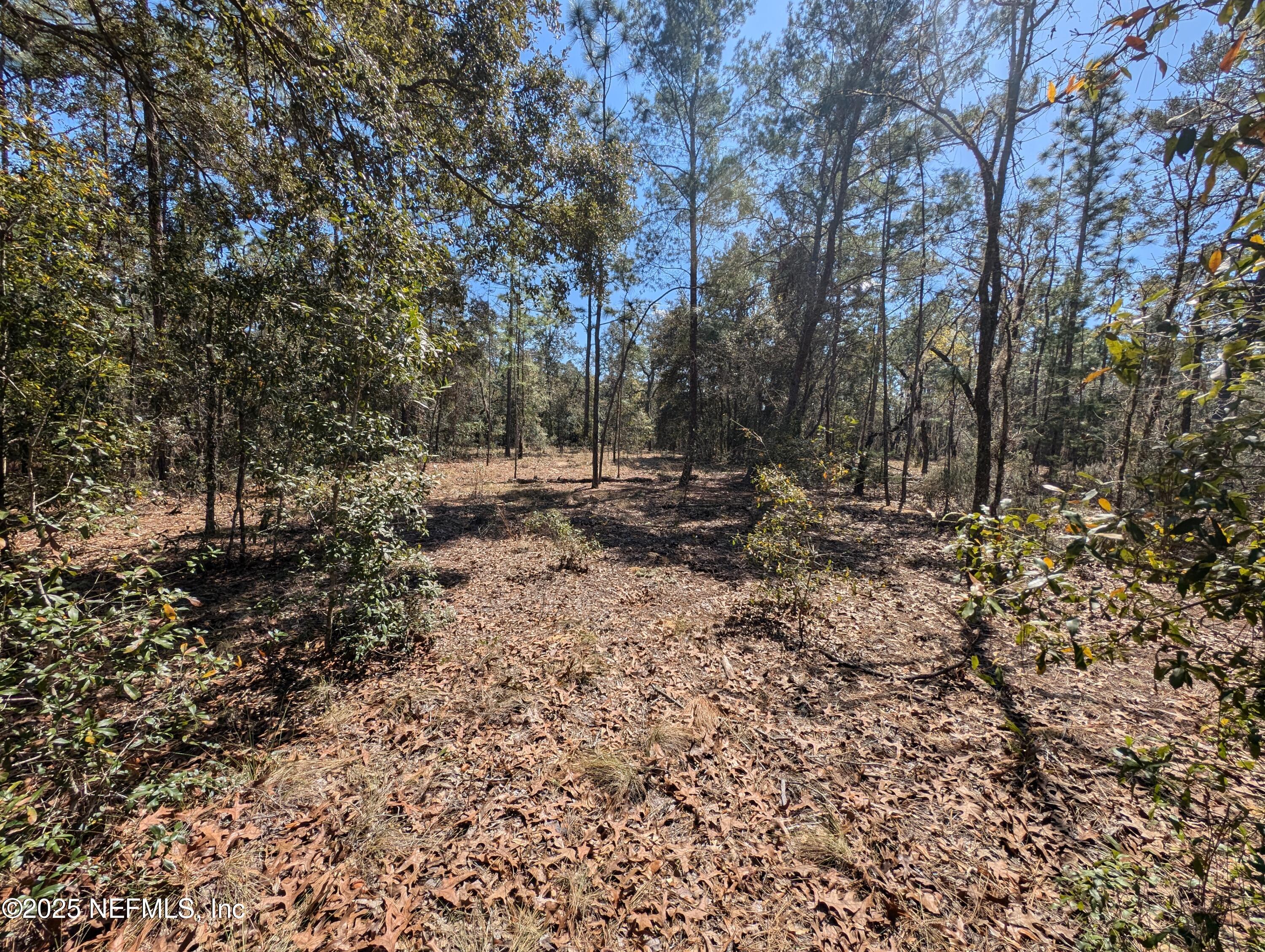 200-0120 Pine Drive Interlachen, FL 32148 - Photo 3 of 6 a view of outdoor space with trees all around