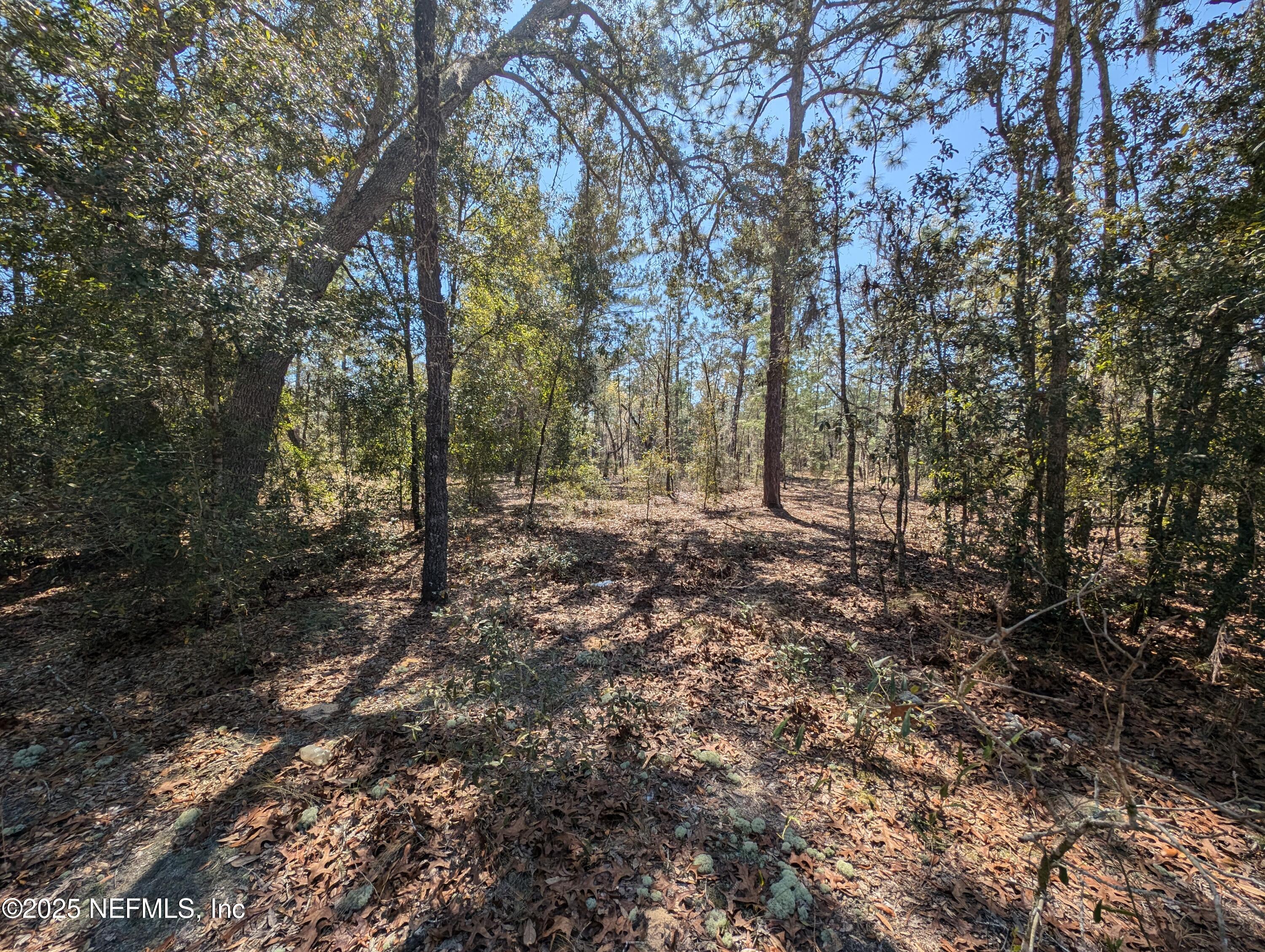 200-0120 Pine Drive Interlachen, FL 32148 - Photo 4 of 6 a view of a forest with trees in the background