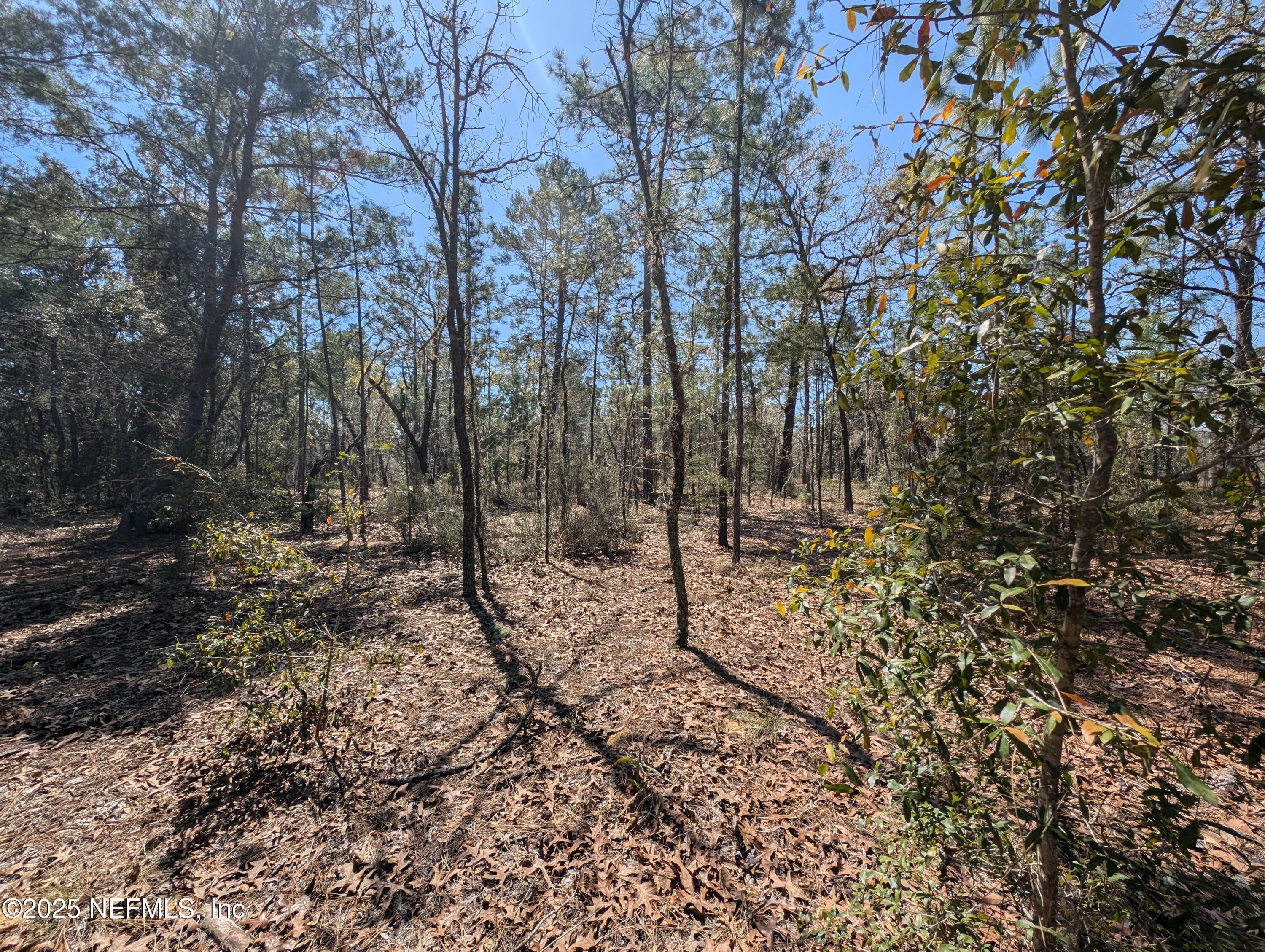200-0120 Pine Drive Interlachen, FL 32148 - Photo 5 of 6 a view of a forest with trees