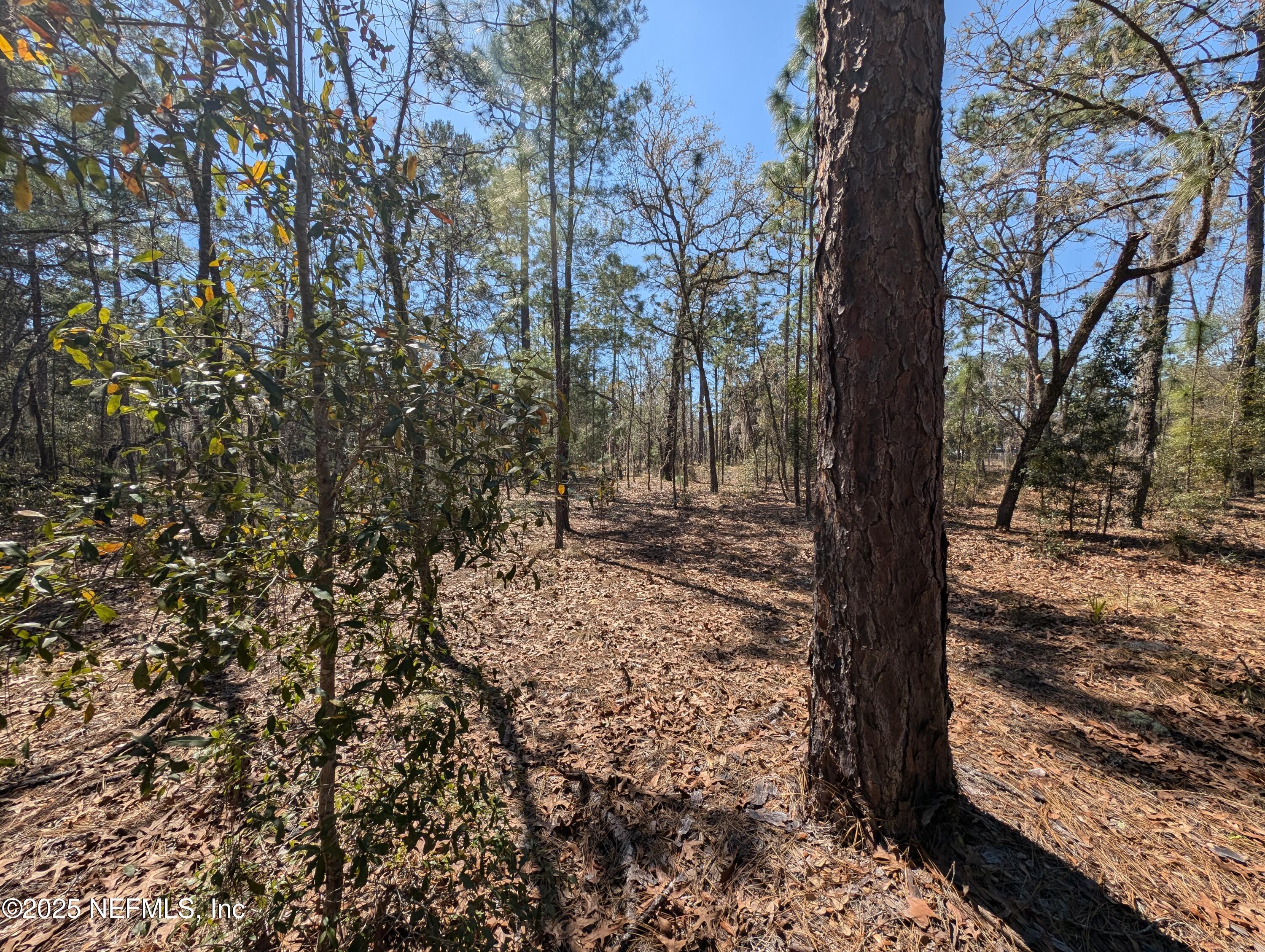 200-0120 Pine Drive Interlachen, FL 32148 - Photo 6 of 6 a view of a yard with trees