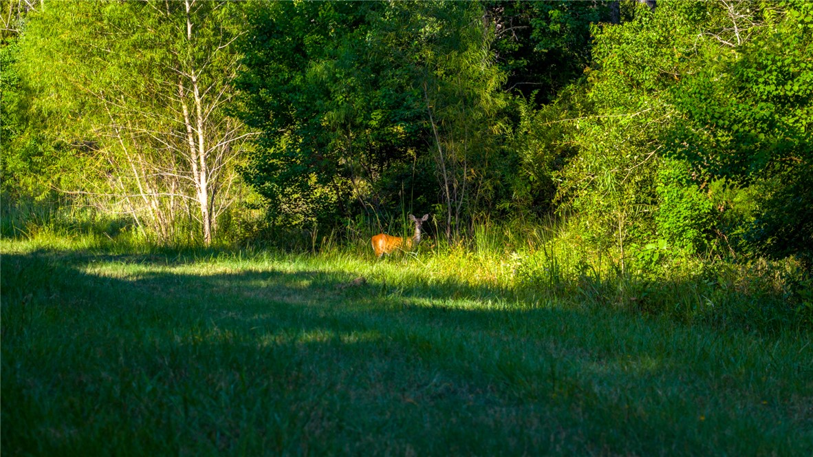 6045 Old Reliance Road Bryan, TX 77808 - Photo 49 of 50 a view of yard from a hall
