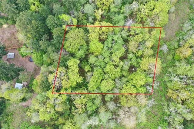 a view of a forest with a tree