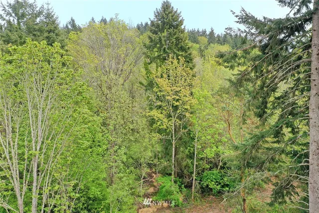 a view of a forest with a tree