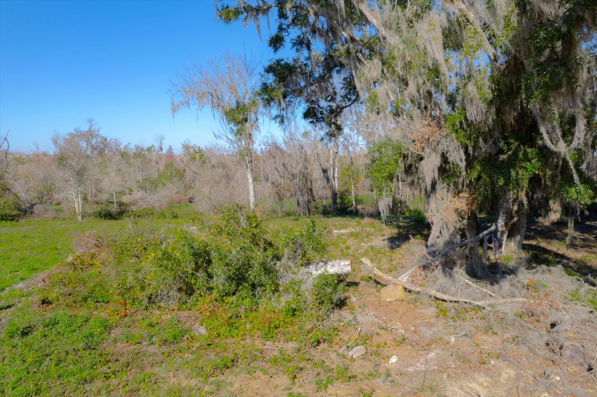 118 Ridgeline Avenue Satsuma, FL 32189 - Photo 13 of 13 a view of a yard with a tree
