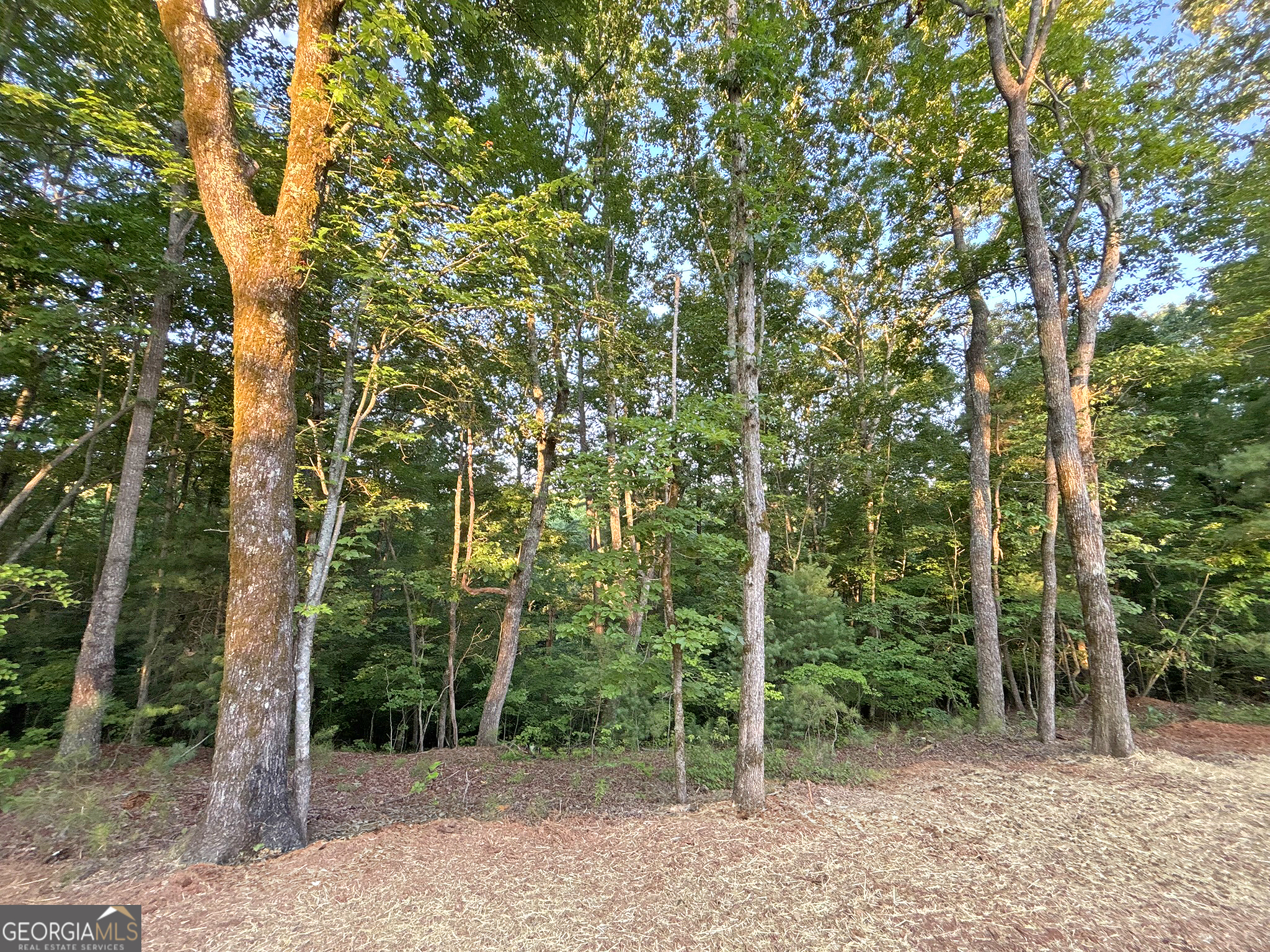 Lot 20 Mt Springer Road Ellijay, GA 30540 - Photo 9 of 32