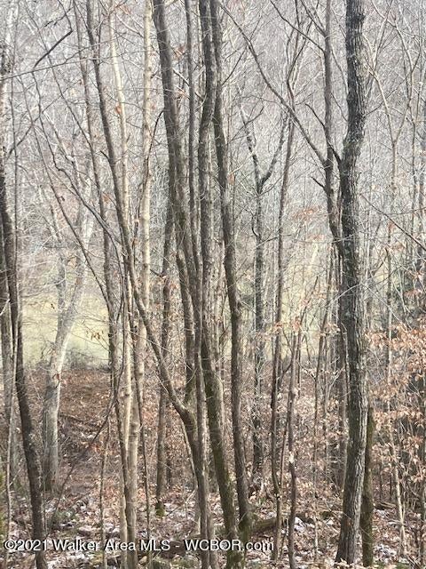 6 Turkey Bend Road Addison, AL 35540 - Photo 2 of 3 Gallery Image 2