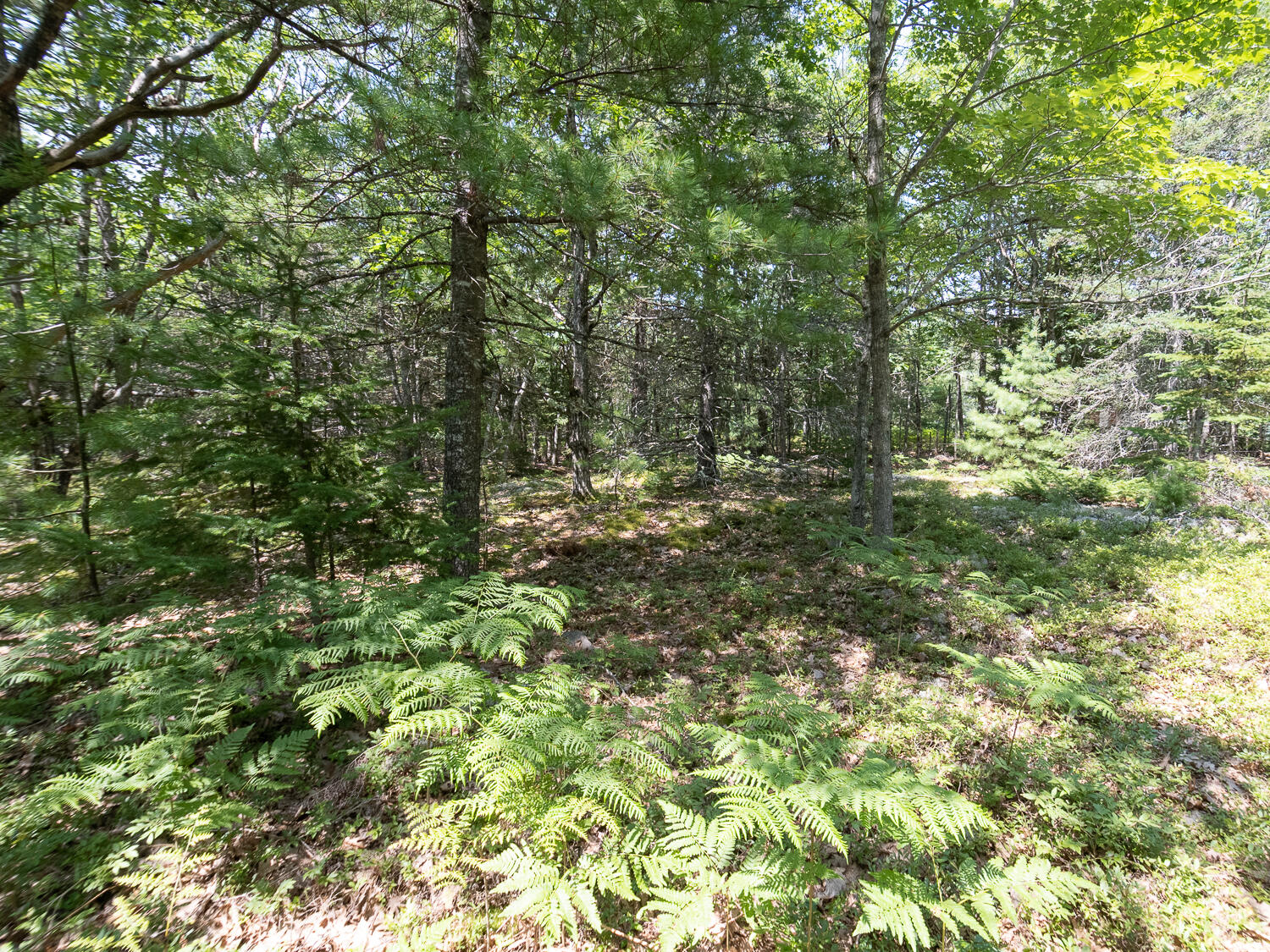 82 Sweet Fern Road Bar Harbor, ME 04609 - Photo 2 of 11 Sweet Fern Land