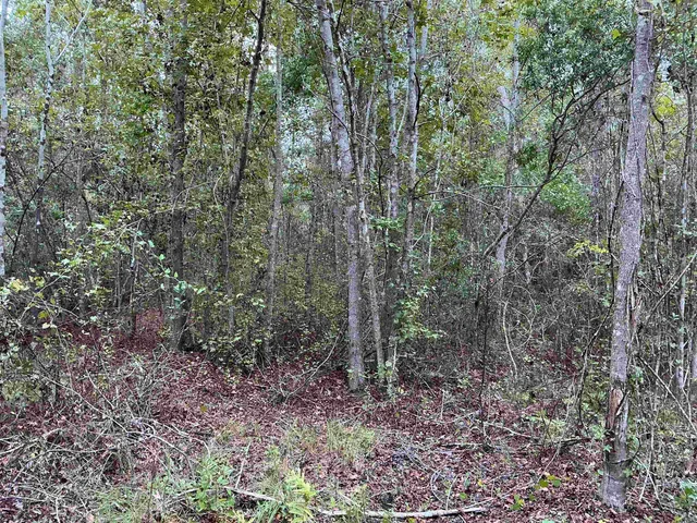 $57,056 | Tbd South Salt Road, Monticello, FL 32344