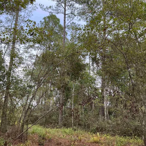$57,056 | Tbd South Salt Road, Monticello, FL 32344