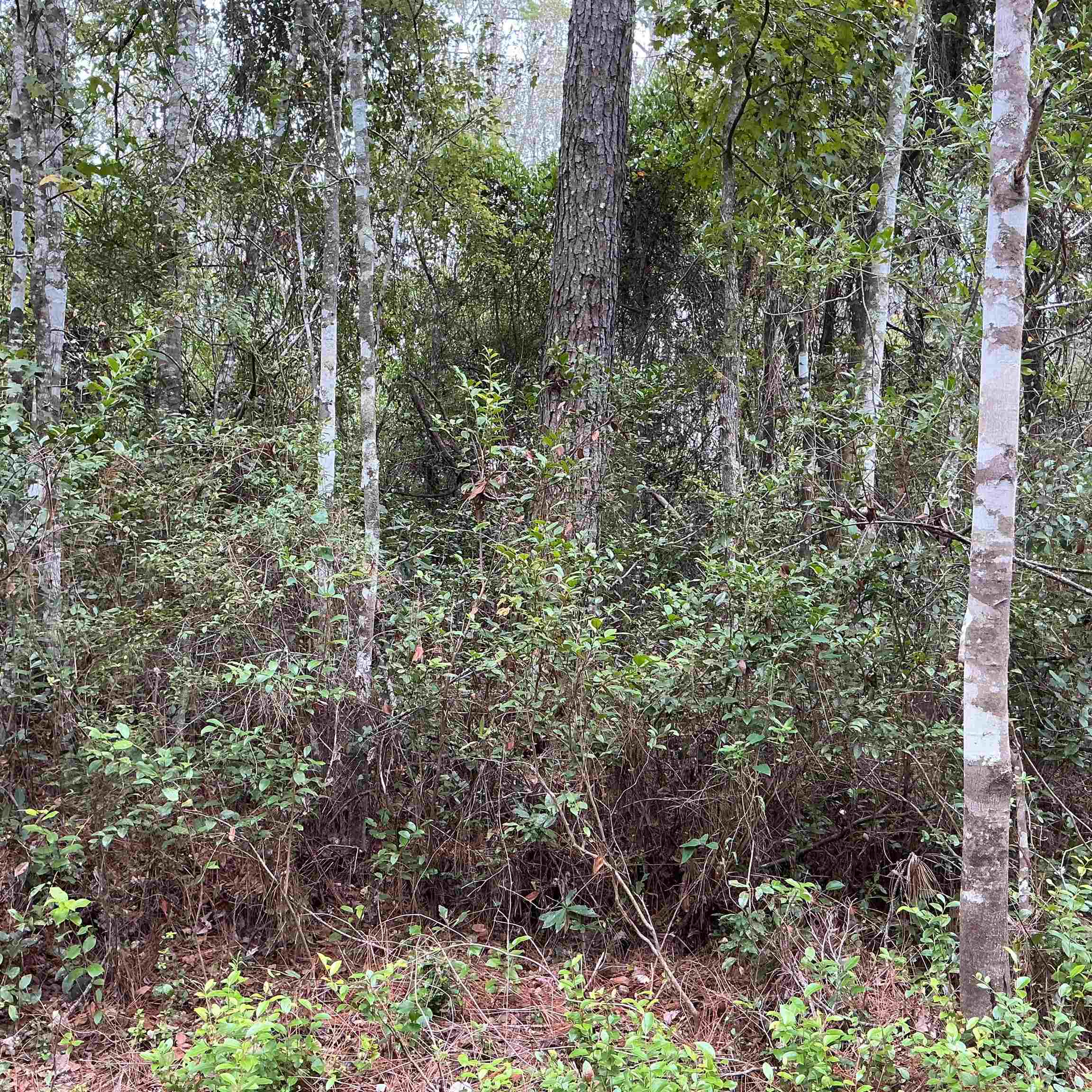 Tbd South Salt Road Monticello, FL 32344 - Photo 13 of 28