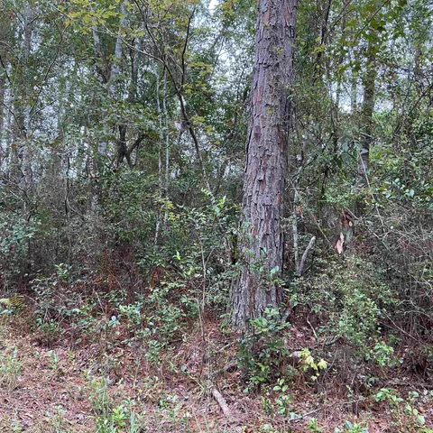 $57,056 | Tbd South Salt Road, Monticello, FL 32344